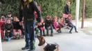 Plastichin_Visitacanina